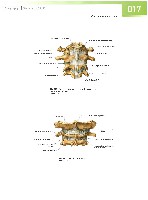 Sobotta  Atlas of Human Anatomy  Trunk, Viscera,Lower Limb Volume2 2006, page 24